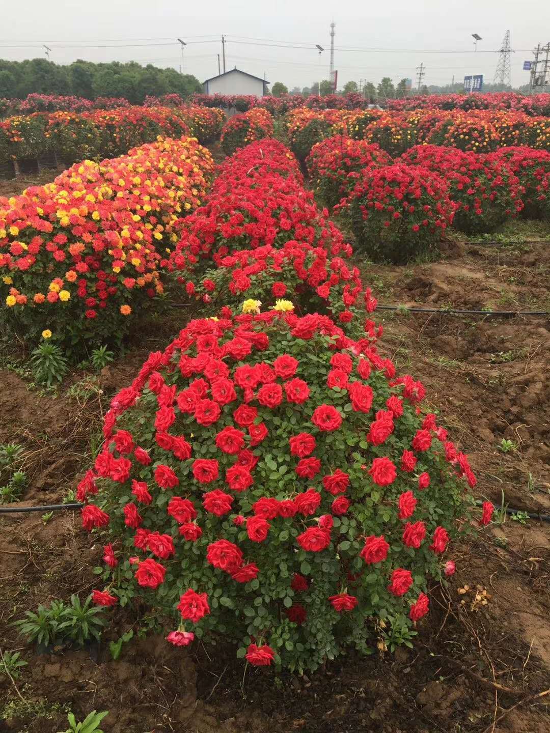 基地造型月季熱賣中，如：花球、花柱(圖5)